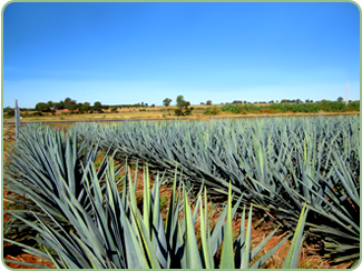 champs d'agave